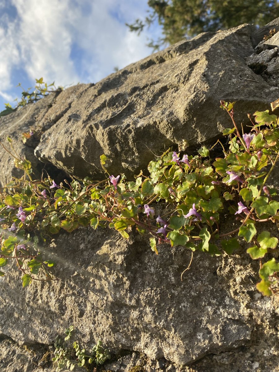 Blooms from a stone wall.