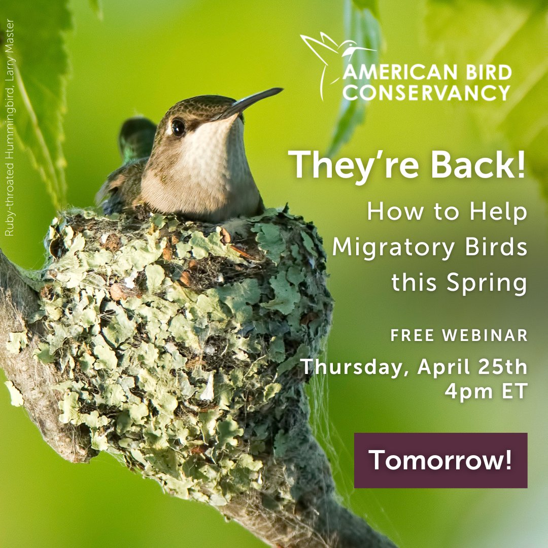 Make sure you're registered for our free webinar about how to help migratory birds this spring, taking place TOMORROW!  🐣 

🔗 act.abcbirds.org/a/help-migrato…

Can't make the webinar live? RSVP & we'll send you a recording! 🎦 

Photo: bit.ly/447HwU9 #BirdConservation #Birder