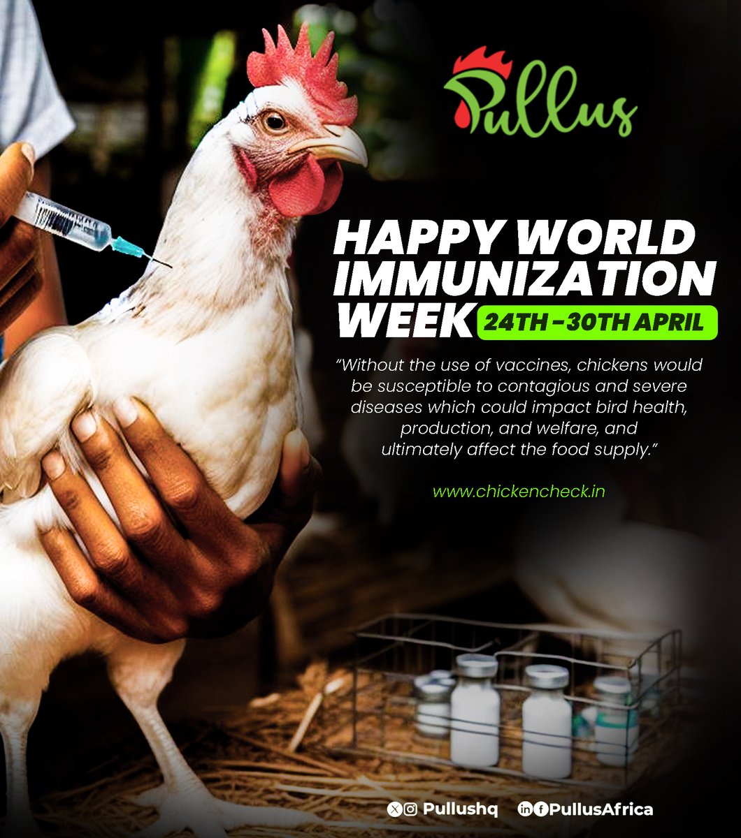 Happy #WorldImmunizationWeek!  chickens benefit from vaccinations to stay healthy. These vaccines protect them from deadly infections . Together, let's ensure a healthy future for all! #FoodSecurity #HealthyChickens #VaccinesSaveLives