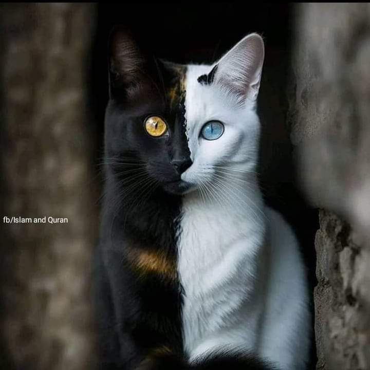 ✨ RIZWAN tweet media