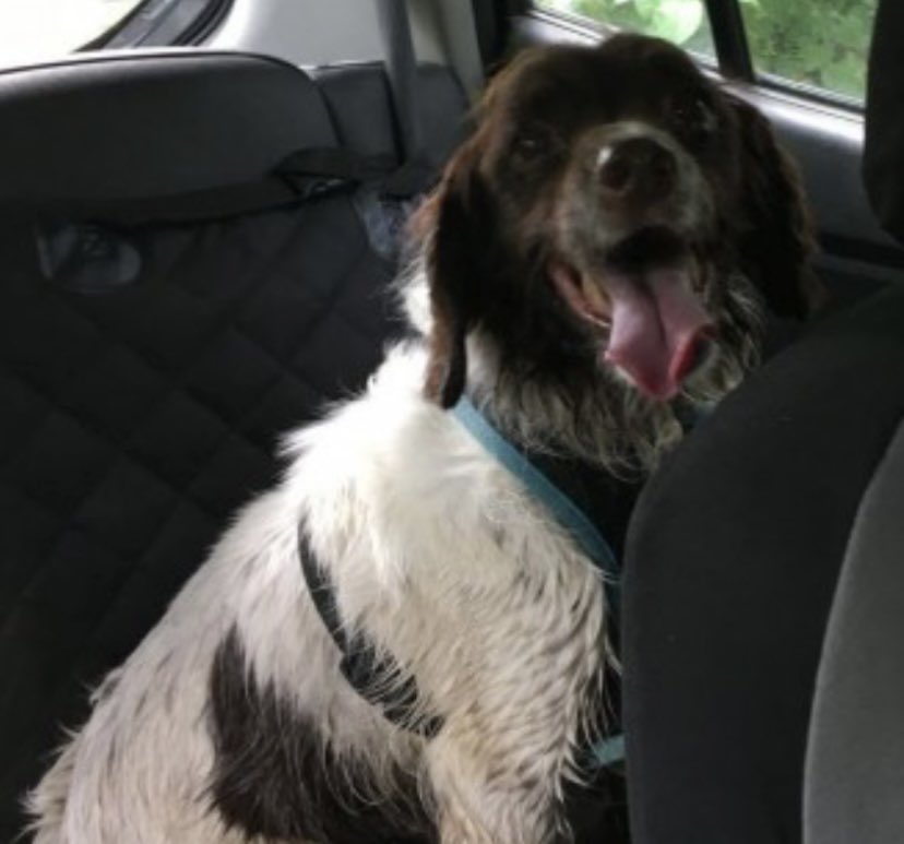 #Spanielhour SAMMY female #WelshSpringer Elderly with bad eyesight & hearing Missing since AUGUST 23 Craig-Yr-Aber WOODS #CF34 🏴󠁧󠁢󠁷󠁬󠁳󠁿 So much dense woodland with thick tree cover and undergrowth doglost.co.uk/dog-blog.php?d… @juliagarland73 @CarolPoyerPeett @ruthwill64 @bs2510