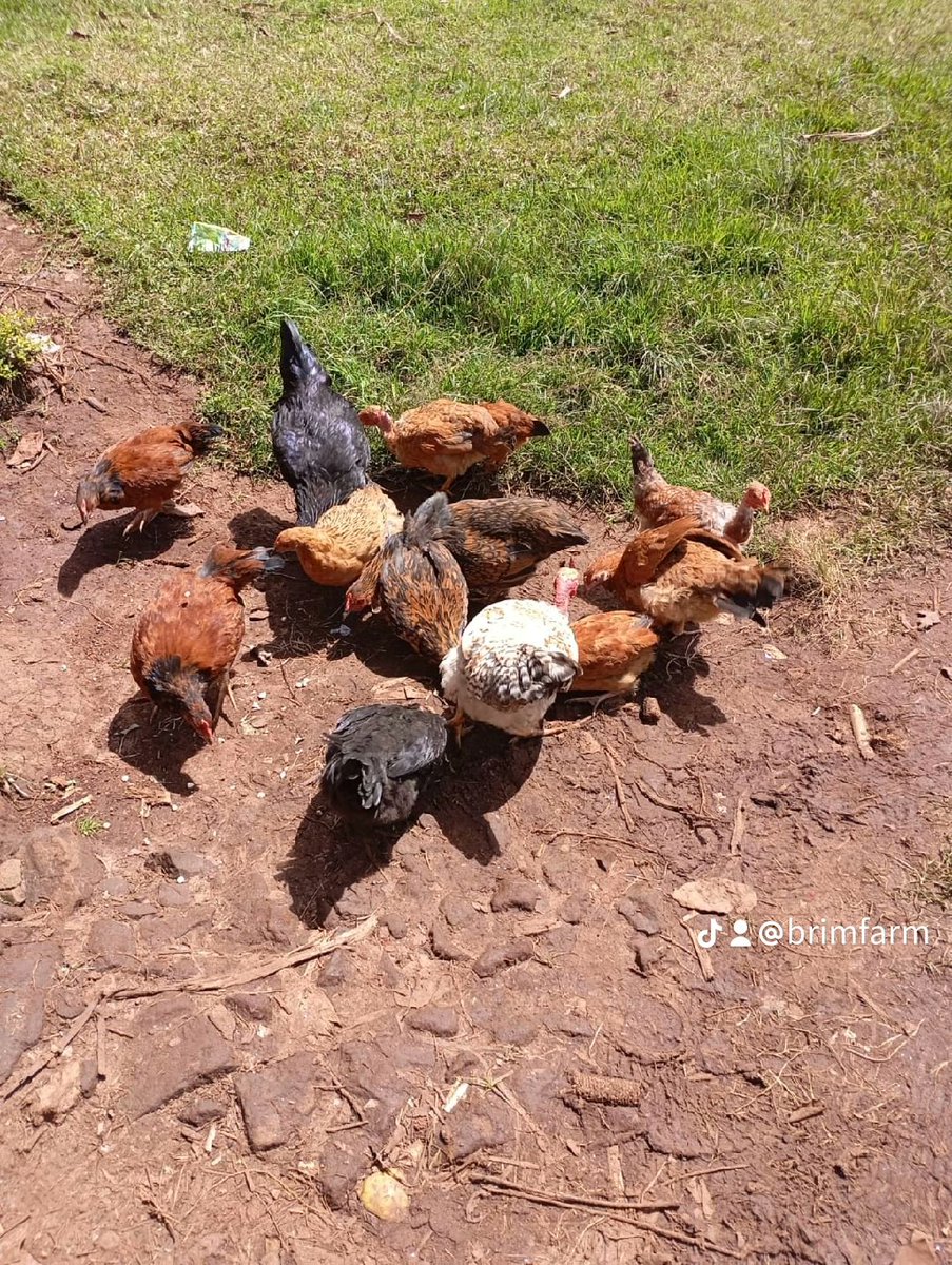 BrimKenya's tweet photo. Improved Kienyeji 5 months on sale at Bomet 

#keepchicken #Arsvsche https://t.co/4wj9qUnv2R