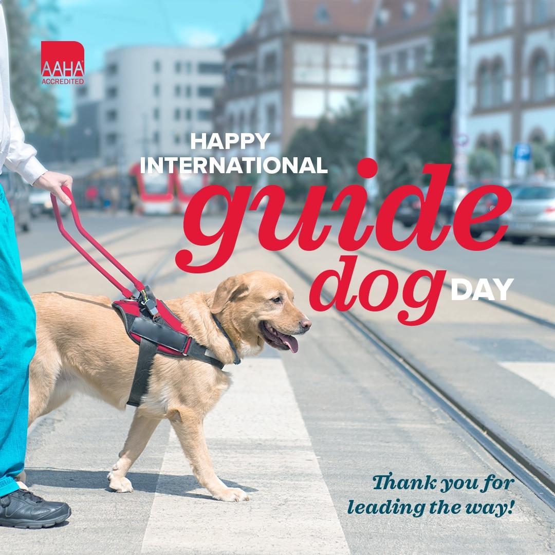 Happy #InternationalGuideDogDay! Today we celebrate the work of guide dogs & raise awareness of the importance of #guidedog services to help people who are blind or have low vision live life on their terms.

#AnimalMedicalCenter #GuideDogAwareness #GuideDogLove #PawsitiveImpact