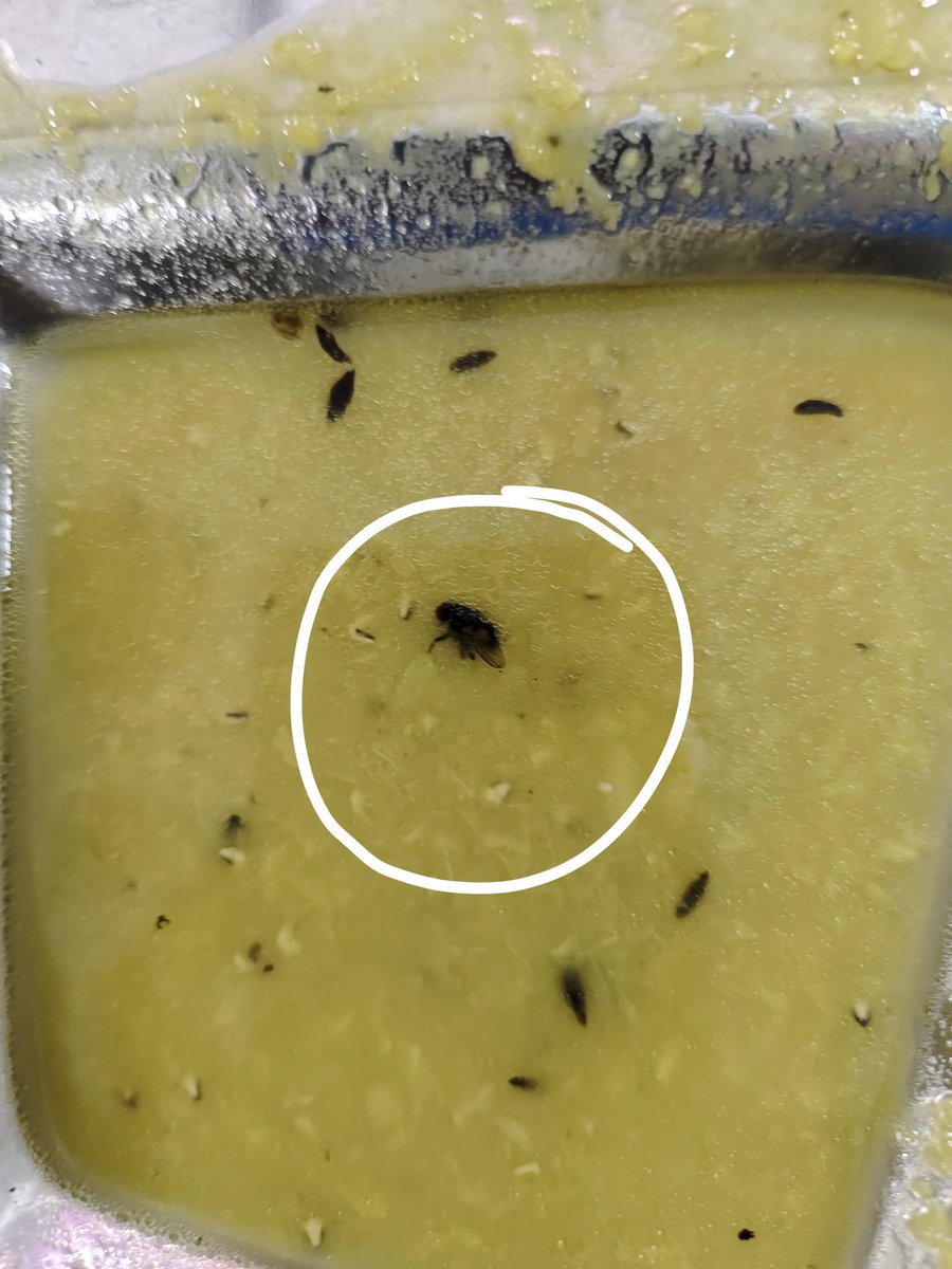 ranjitronaldo07's tweet photo. @irctceastzone @RailMinIndia @RailwaySeva @IRCTCofficial Dead fly in dal at Janta ahar ,Guwahati railway station... 24.4.24, 10.25pm... please try to maintain hygiene https://t.co/6QsVNhNDz2