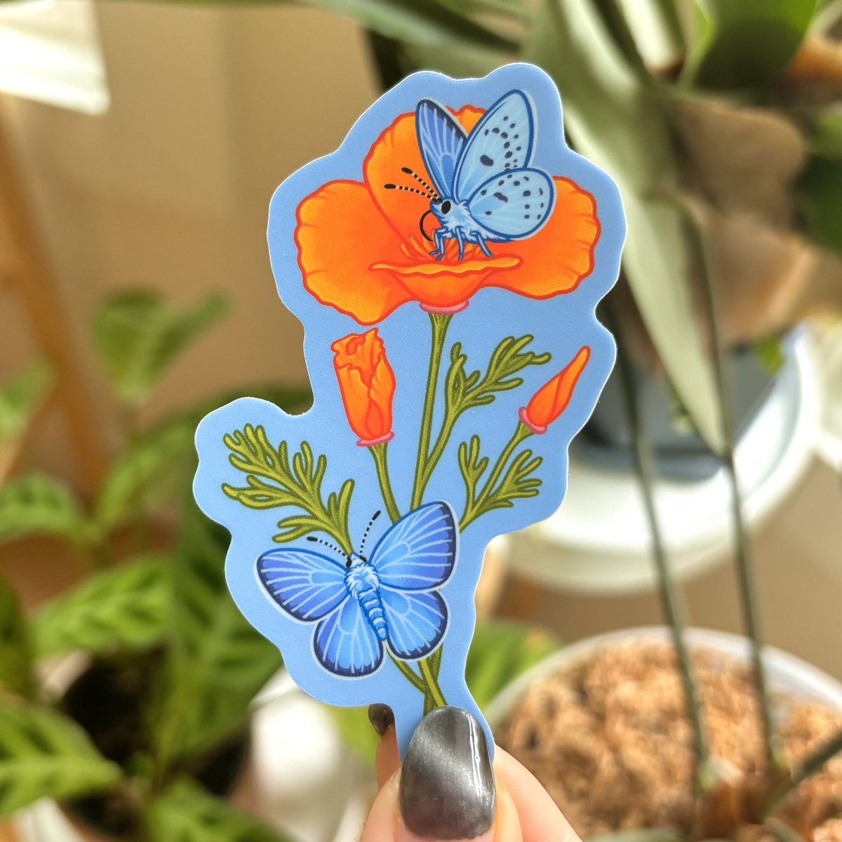 Mission blue butterfly stickers are now available! 🩵🧡