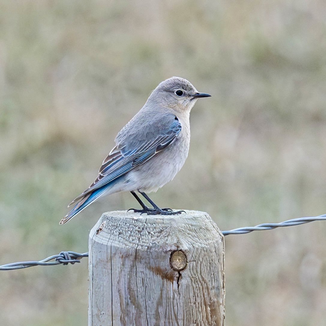 dartanner tweet picture