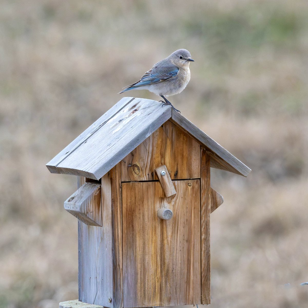 dartanner tweet picture