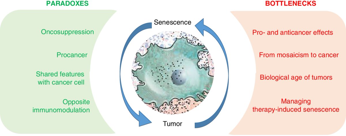 Read a Special Commentary from the April issue— Targeting Senescence for Next-Generation Cancer Treatments, by Eric Gilson, Pierre Soubeyran, and Eric Solary. bit.ly/3Umn2m6 @BRIC_Bordeaux @Univ_CotedAzur @CNRS @Inserm @UnivParisSaclay