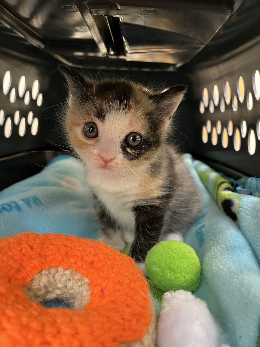 Today little Radish went for a check up and her heart & lungs sound great! She is developing strong and healthy, so we said “see you soon!” and returned her and momma Mila to their loving home. We will check up on her in a few weeks when she’s big enough for her 1st vaccines. ❤️