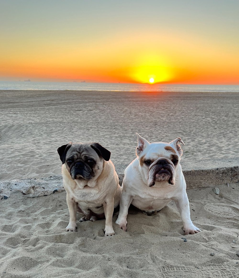 ✨ Q5: What was your pug's favorite memory in April? ✨ #PUGTALK its always our time at the Beach 🏖️