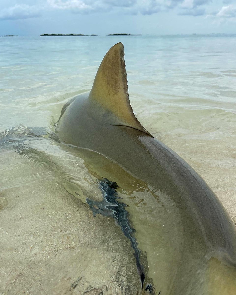 But why are they called lemon sharks? 🍋👀 〰️〰️〰️ 📸: @annieguttridge #lemonshark #bahamas #shark #sharks #photography