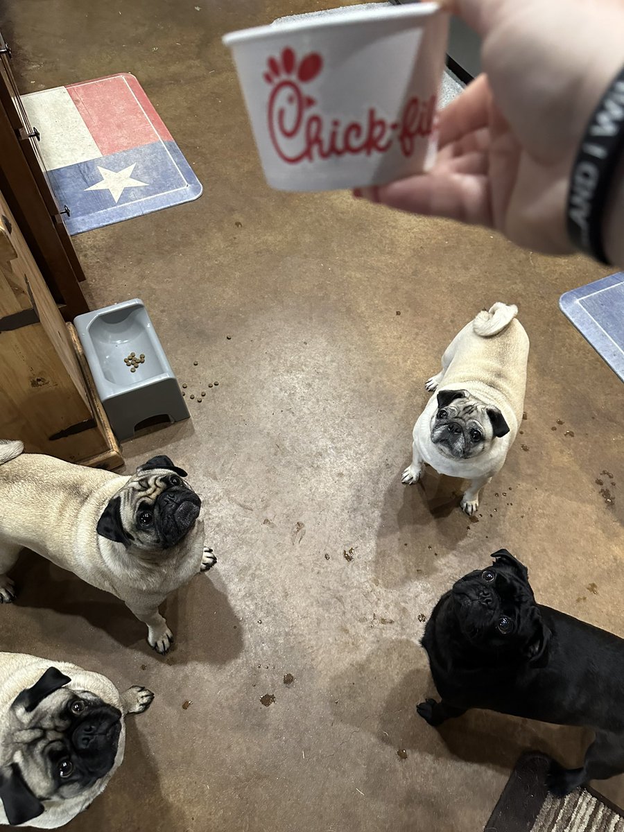 @ScribblePug @gingersnap599 #HowdeeThePug #PenelopeeThePug #LuceeThePug #WyleeThePug and #BaloneeTheCat and Dad @Texas_Gray_MRLN    checking in from south TX! We were mad cause dinner was late but then we got @ChickfilA grilled nuggs so we’re happy!