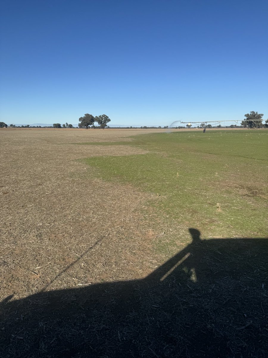 Irrigation at least making some clover look green😩 #dryautumn