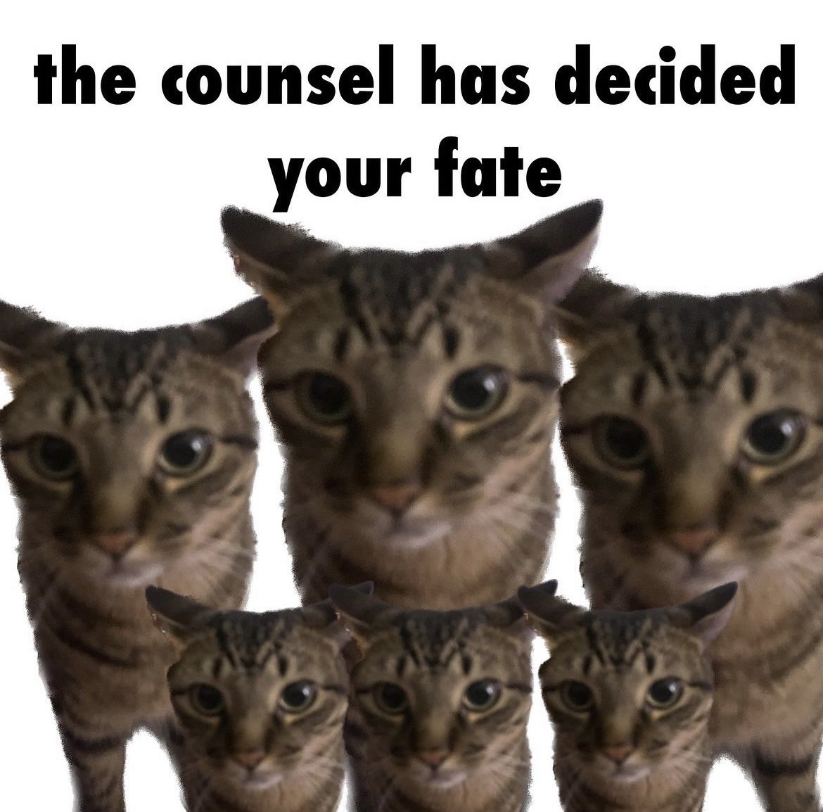pestognocchi15's tweet photo. the council has arrived.. be afraid, so very afraid https://t.co/hqyMI514tL