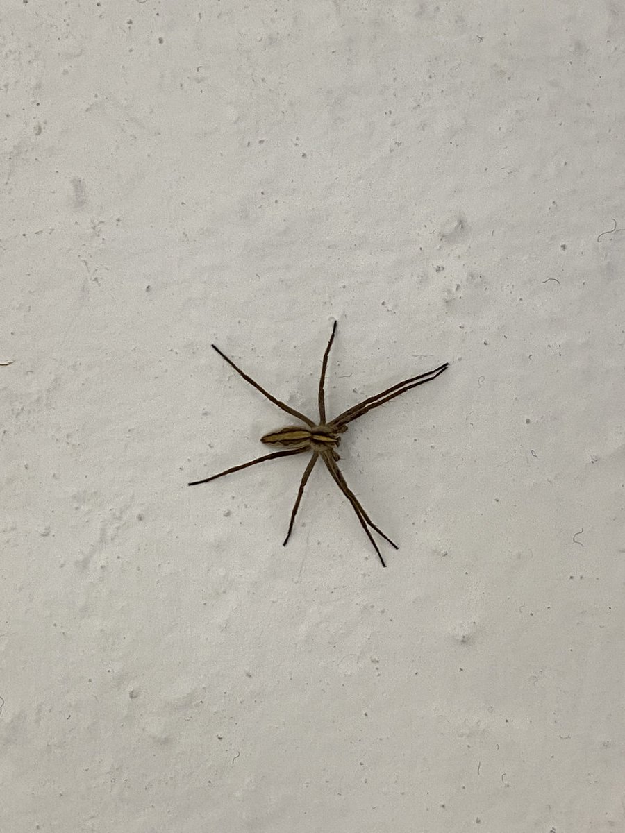 sergi_sv's tweet photo. @Arachno_Cosas hola! Podrías ayudarme a saber de qué araña se trata?
Norte de España. https://t.co/nX3vUSCS4K