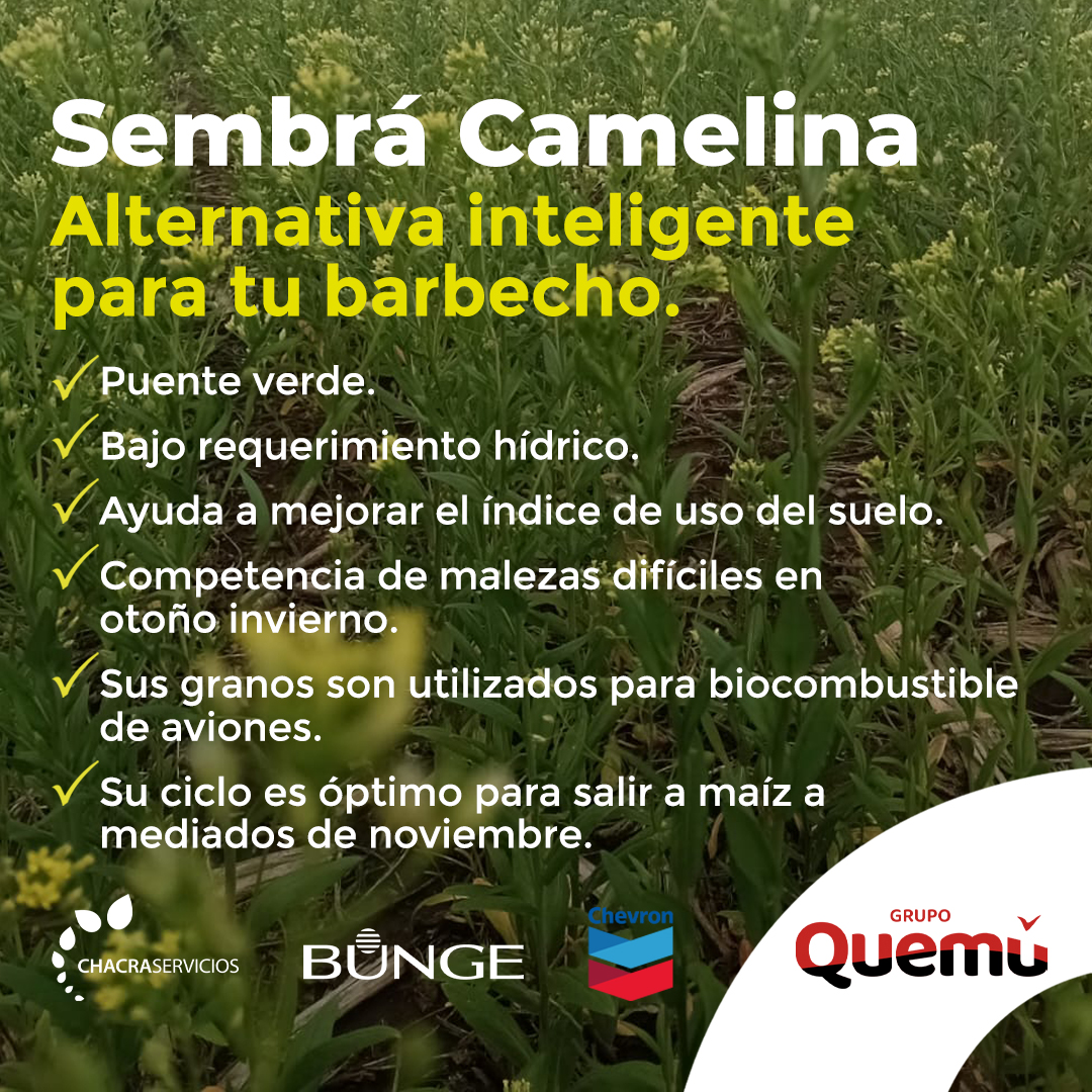 Sembrá Camelina. 
📲 Consulta con nuestros asesores.
Grupo Quemú, Comprometidos con un futuro sostenible. 🌱

#Bunge #ChacrasServicios #Camelina #CultivoDeCamelina #GrupoQuemu