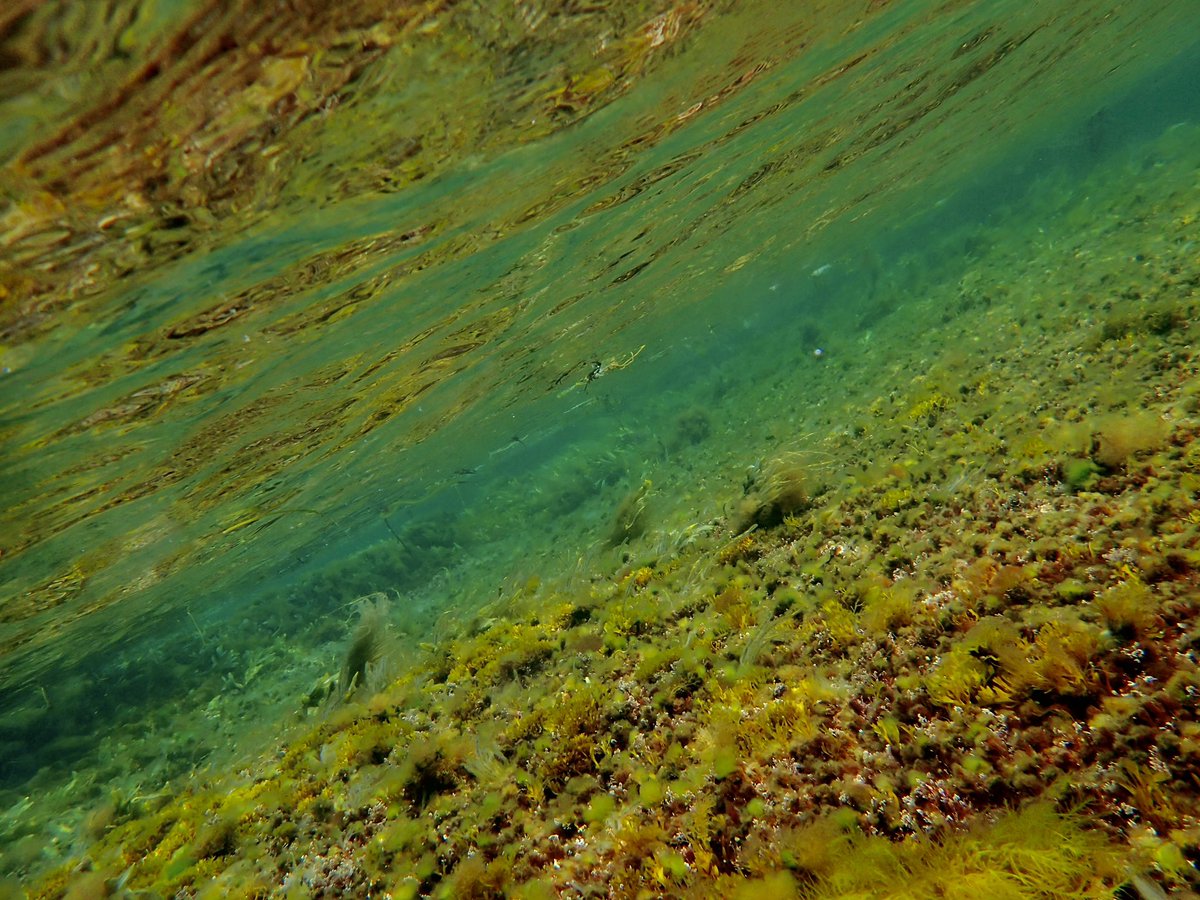 Long overdue chilly swim today on the South Shore! Plenty of nudibranchs and ctenophores to watch in the water :) it’s worth it to brave the cold this time of year.