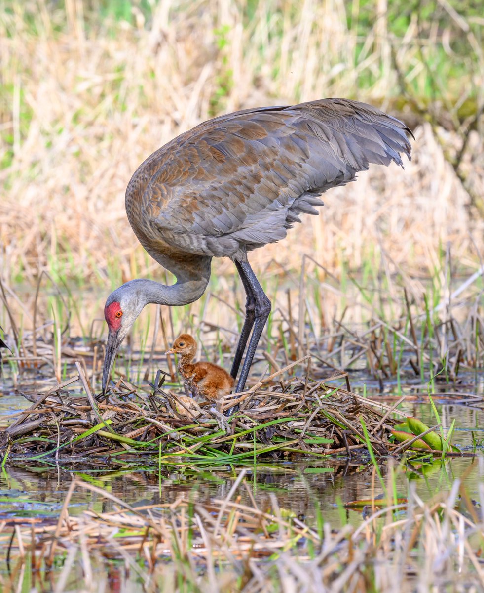 A Sandhill Crane parent with a colt (a young Sandhill Crane) that is a day old. Next to the colt is an egg that hatched overnight, bringing the family to four. It's amazing how small the cranes start out and how fast they grow!