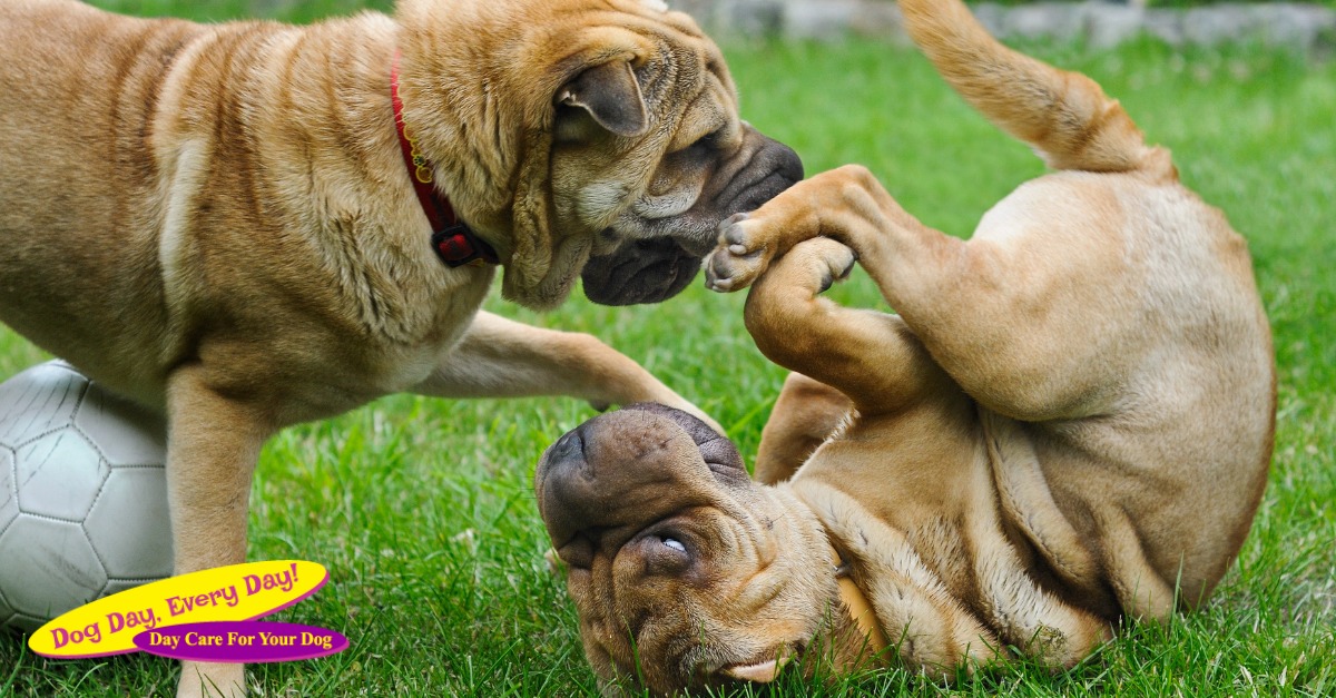 Socializing your dog has more benefits than just making friends at the dog park. It helps him feel more comfortable with experiences out of his normal routine like vet visits and travel. #dogcaretips #WeLoveDogs #petparents