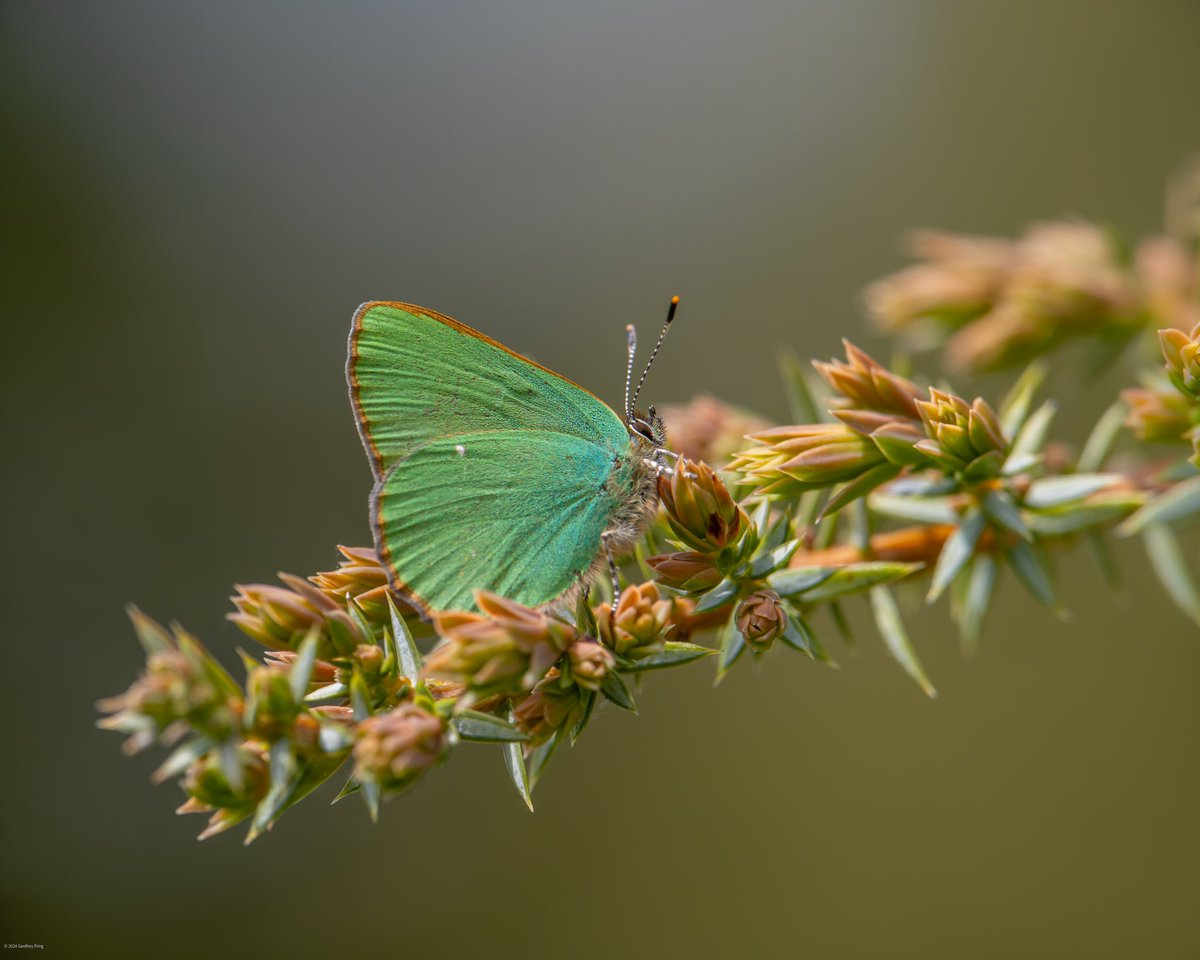 Enjoyable day at Martin Down yesterday although not many butterflies - a bit cold and too much wind. A few Green Hairstreaks did show but the absence of more was made up for by all the song birds. Whitethroats, Corn Bunting, Yellowhammer plus the Stonechats, Linnets &amp; Red Kites.