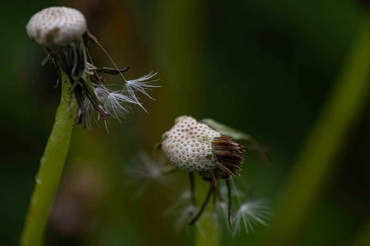 During a walk in the rain, I discovered another season of dandelions. I always find dandelions fascinating to photograph.🌻