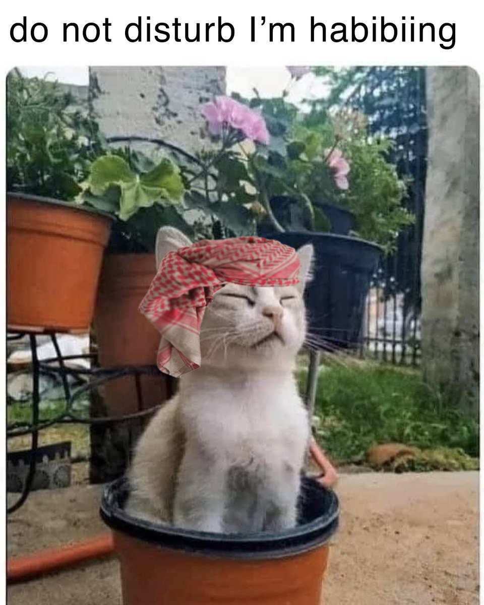 SebaldNotBald's tweet photo. @gandalfcryptto so smart and insightful like the real Gandalf, wow epic
take your half-truths and bugger off, this is an Islamic basket weaving forum 
$HABIBI
@habibixyz_sol https://t.co/Wc2zuvLIul