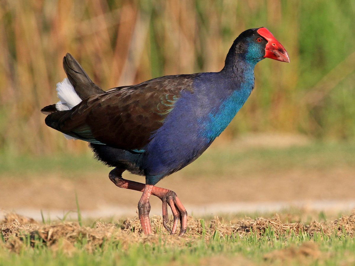 @JaneyGodley Swamphen.  
My sister-in-law's first language is not English, and my cruel brother told her it's pronounced 'swamfen'.  I don't think the bird minds either way.