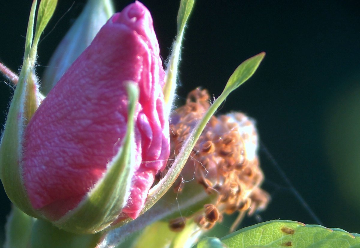 A beautiful rosebud before bloom. Share anything pink!