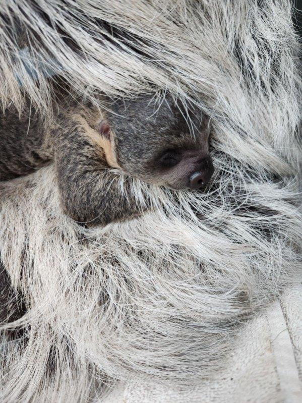 The Denver Zoo on Friday welcomed a cute new addition — a Linnie's two-toed sloth pup. 🥹 Read more about the bundle of joy here: tinyurl.com/5n8w5bvd