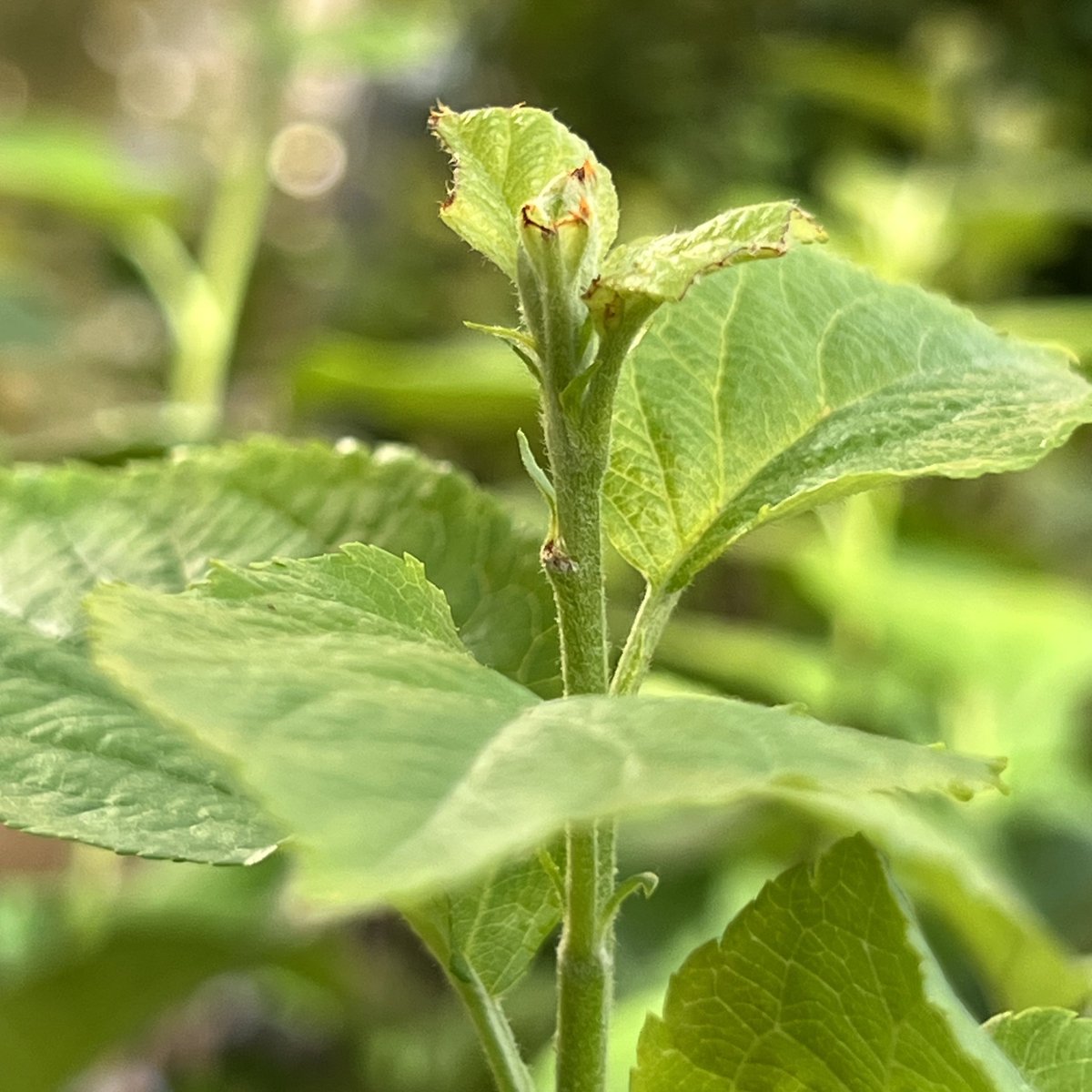 FruitDiseases's tweet photo. Experiment underway! Jean @JeanSabety has inoculated young #Apples rootstock shoots with #FireBlight. Here's to hoping the infection progresses as planned! https://t.co/7B0sHxg2C4