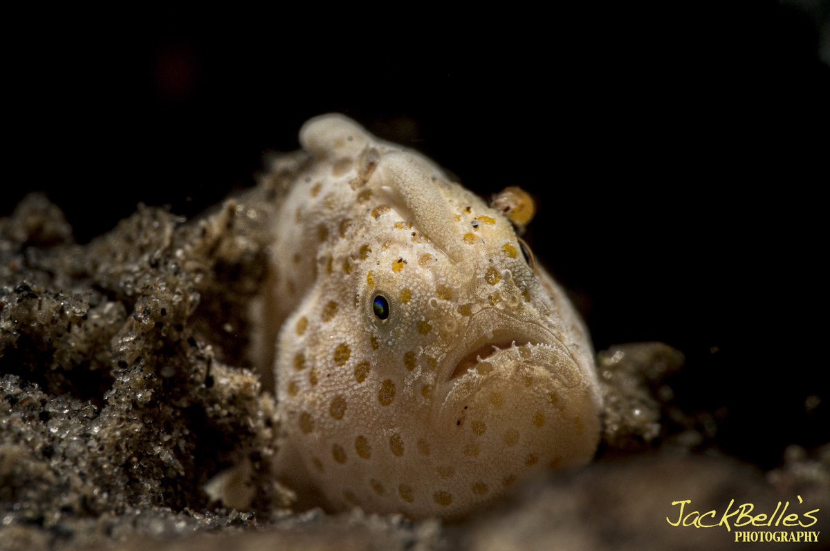 Painted Frogfish