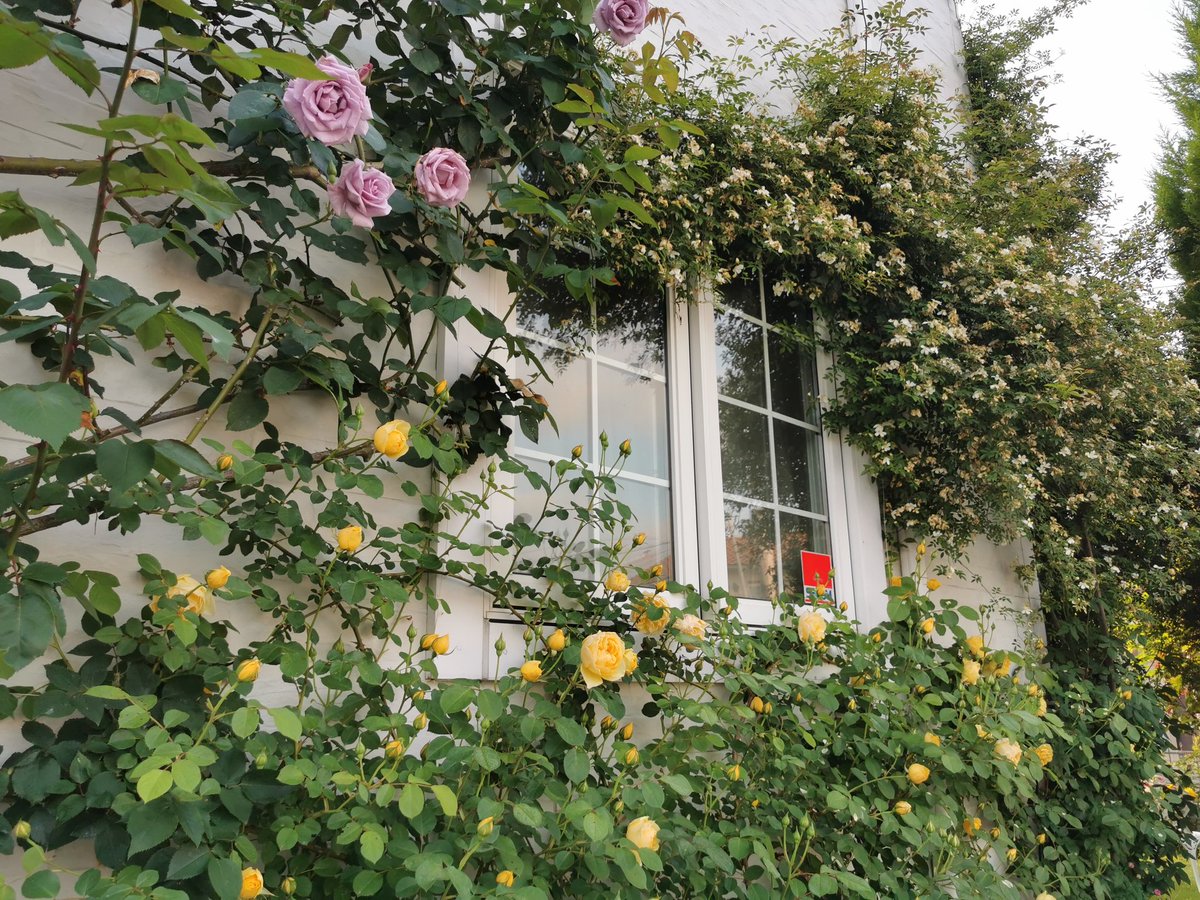 TATO_gardening's tweet photo. 今朝の壁面です😍

April 25, 2024

#tato_wall_rose
#TLを花でいっぱいにしよう
#ファインダー越しの私の世界
#GardeningTwitter
#花好きな人と繋がりたい
#壁面バラ #バラ剪定誘引
#ガーデニング
#banksiarose
#GrahamThomas
#FlowersOfTwitter https://t.co/2W4oSpJ04v