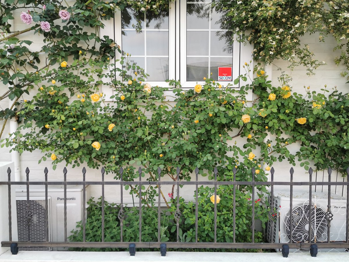TATO_gardening's tweet photo. 今朝の壁面です😍

April 25, 2024

#tato_wall_rose
#TLを花でいっぱいにしよう
#ファインダー越しの私の世界
#GardeningTwitter
#花好きな人と繋がりたい
#壁面バラ #バラ剪定誘引
#ガーデニング
#banksiarose
#GrahamThomas
#FlowersOfTwitter https://t.co/2W4oSpJ04v