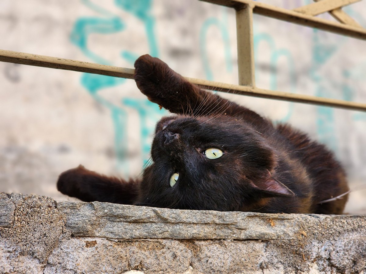 🙃
.
.
#cats #homelesscats #straycats #lovelycats #streetcats #hungrycats #catslivingonthestreet #cutecats #猫 #고양이 #ねこ #kedi #gato #котики #ネコ #gatto #Katze #قطة #बिल्ली #γάτα