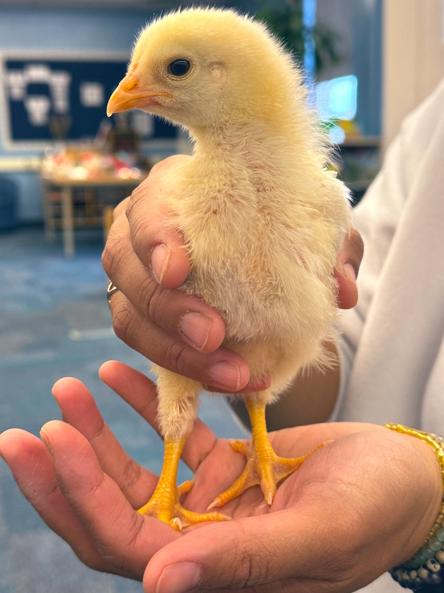 kindyfriends's tweet photo. We said a bittersweet goodbye to our “babies” today-they headed back to the farm. What a beautiful school wide experience. Ss wrote many messages of gratitude and “I will miss you” cards that were bundled up and given to the farmer. Godspeed little ones. 💛 @ThornwoodPS https://t.co/g6ScdTEWKL