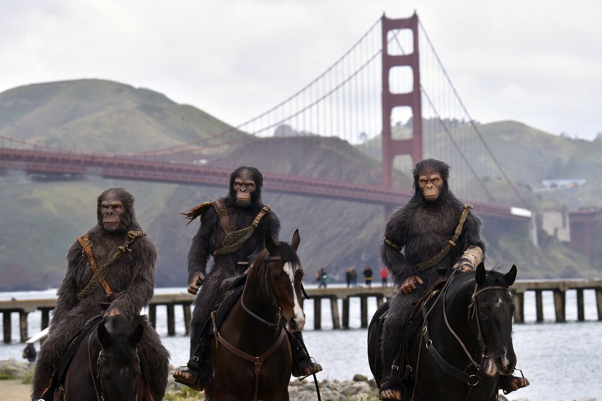 PamphletsZ's tweet photo. Gorillas will liberate San Francisco. https://t.co/2D89UB6mLq