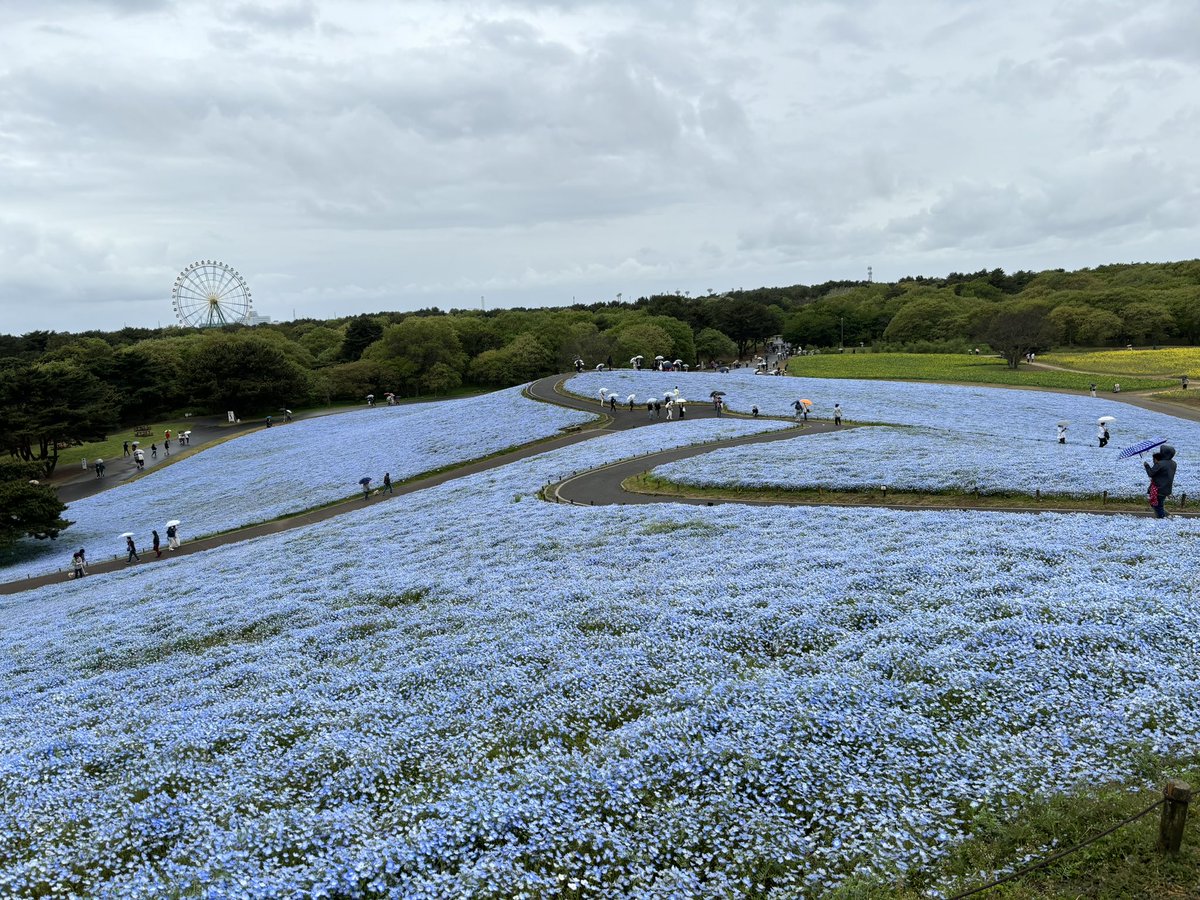 misoshiruji's tweet photo. 昨日はひたち海浜公園でネモフィラやチューリップを見て、キムタクが爆弾を仕掛けた観覧車にも無事行く事ができ、関東の道の駅も4箇所まわってきました。茨城住んでから初めて観光的な事ができて楽しかったな〜。 https://t.co/ekyFHqHpEl