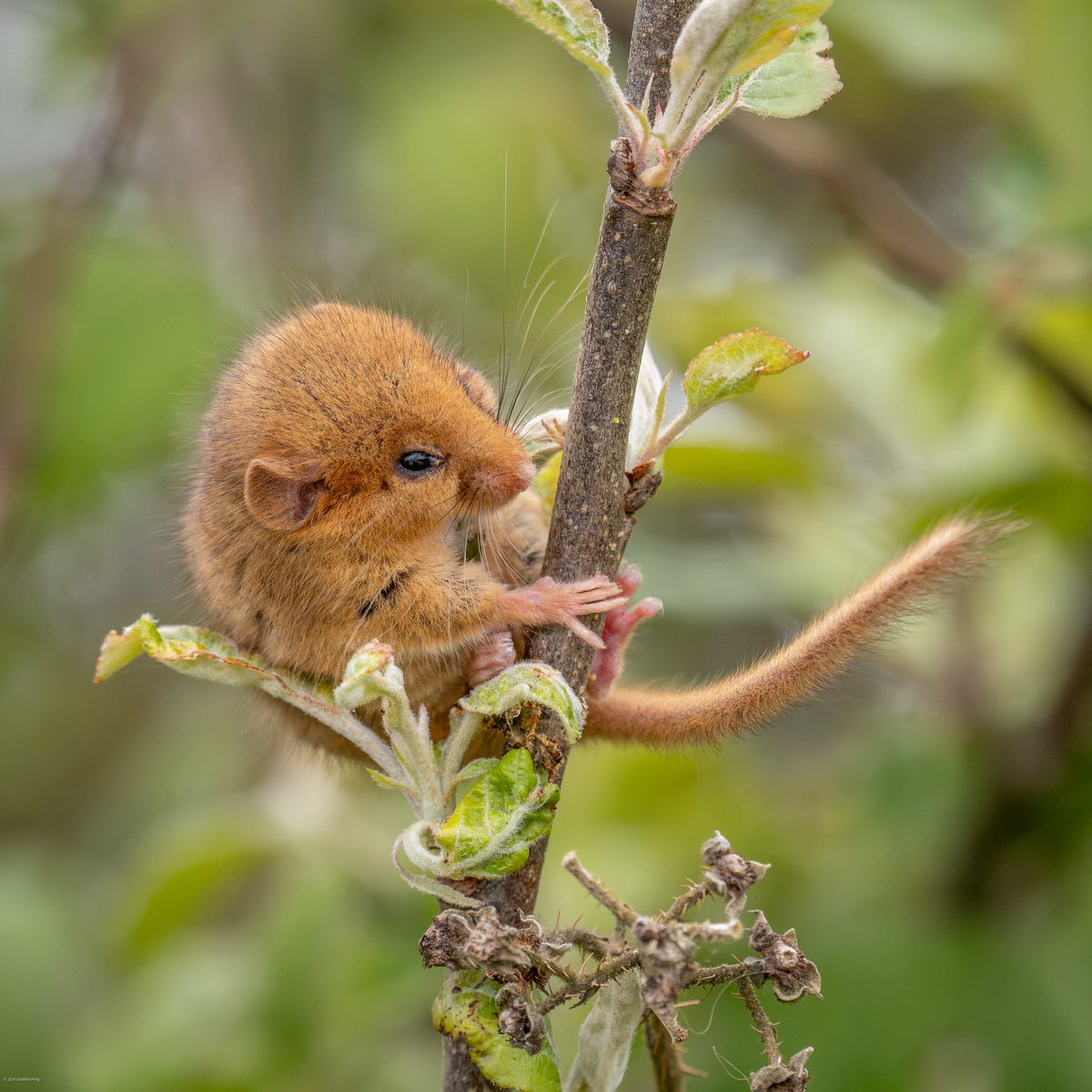 I wasn’t expecting to see a Dormouse at Martin Down in the middle of the day! You can’t get much cuter - a real highlight #dormouse #martindown