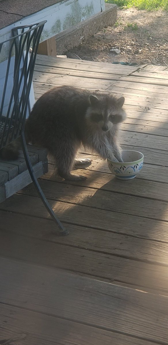 EveDudash's tweet photo. Please remember its ok to see raccoons in the day time. They are pregnant or nursing this time of year. And very very hungry 🦝💖 https://t.co/51TVLNwNNo