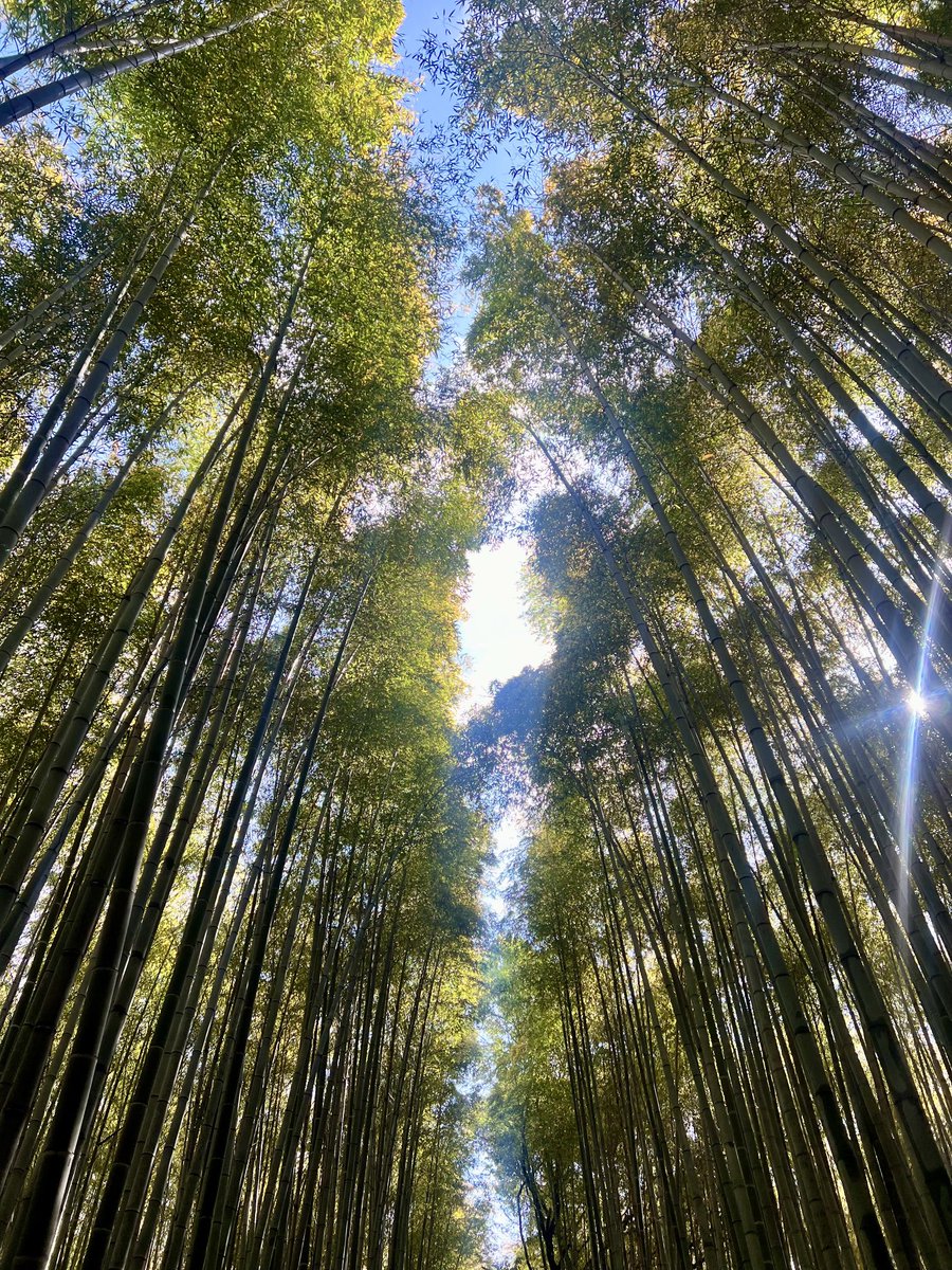 ANZAC day in the Bamboo Forrest Kyoto. #LestWeForget