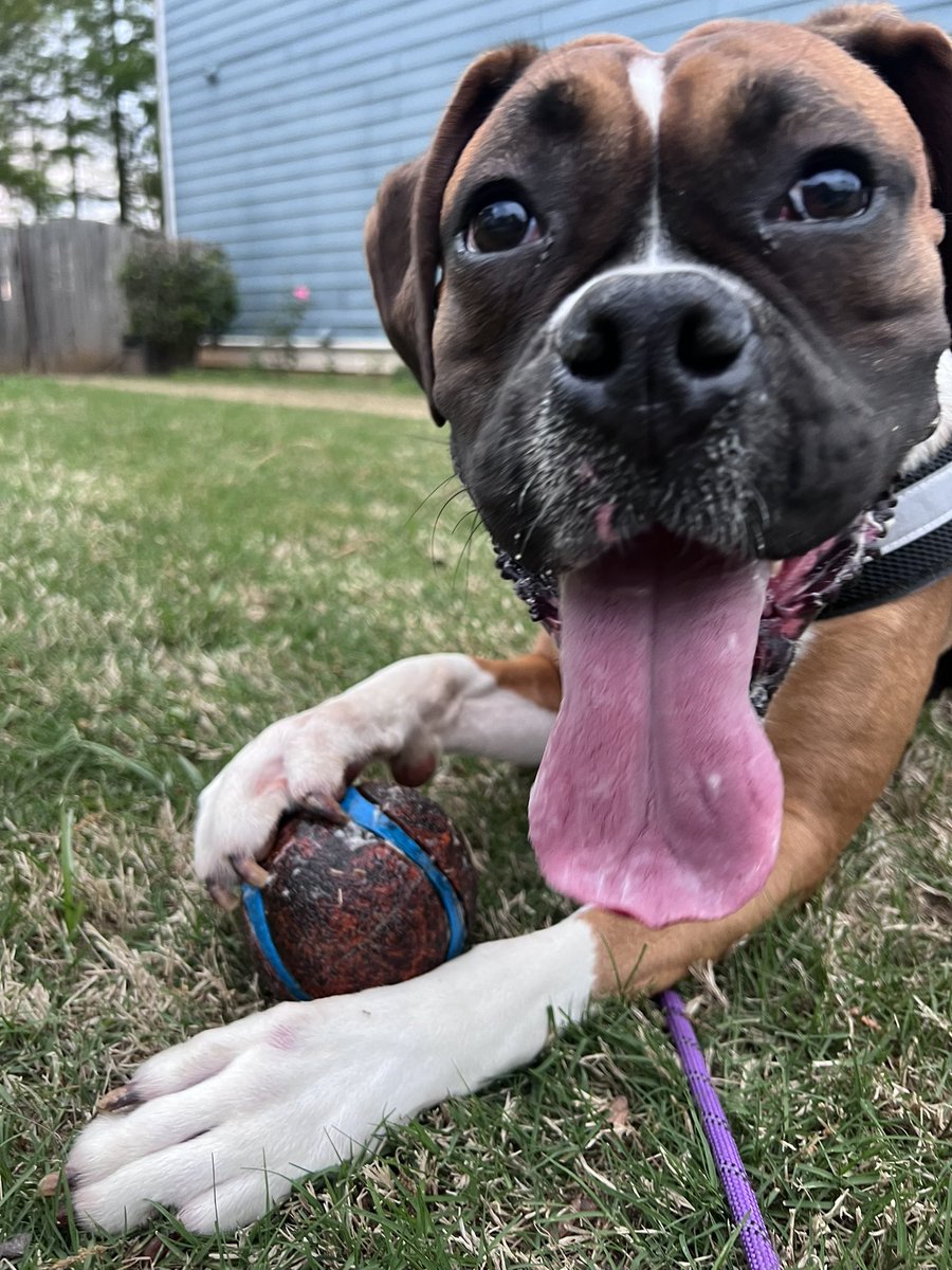 Hey frens 🐾 Watch your email 📧 and tweets 🐦 because Mom is behind and she needs to bring in some sales ASAP … so some doggone good dealz are coming … ⚡️⚡️⚡️⚡️ barkandbeyondsupply.com #boxer #dogsoftwitter #dogs #dogsofx #DealAlert #help #SmallBiz #smallbusinessowner