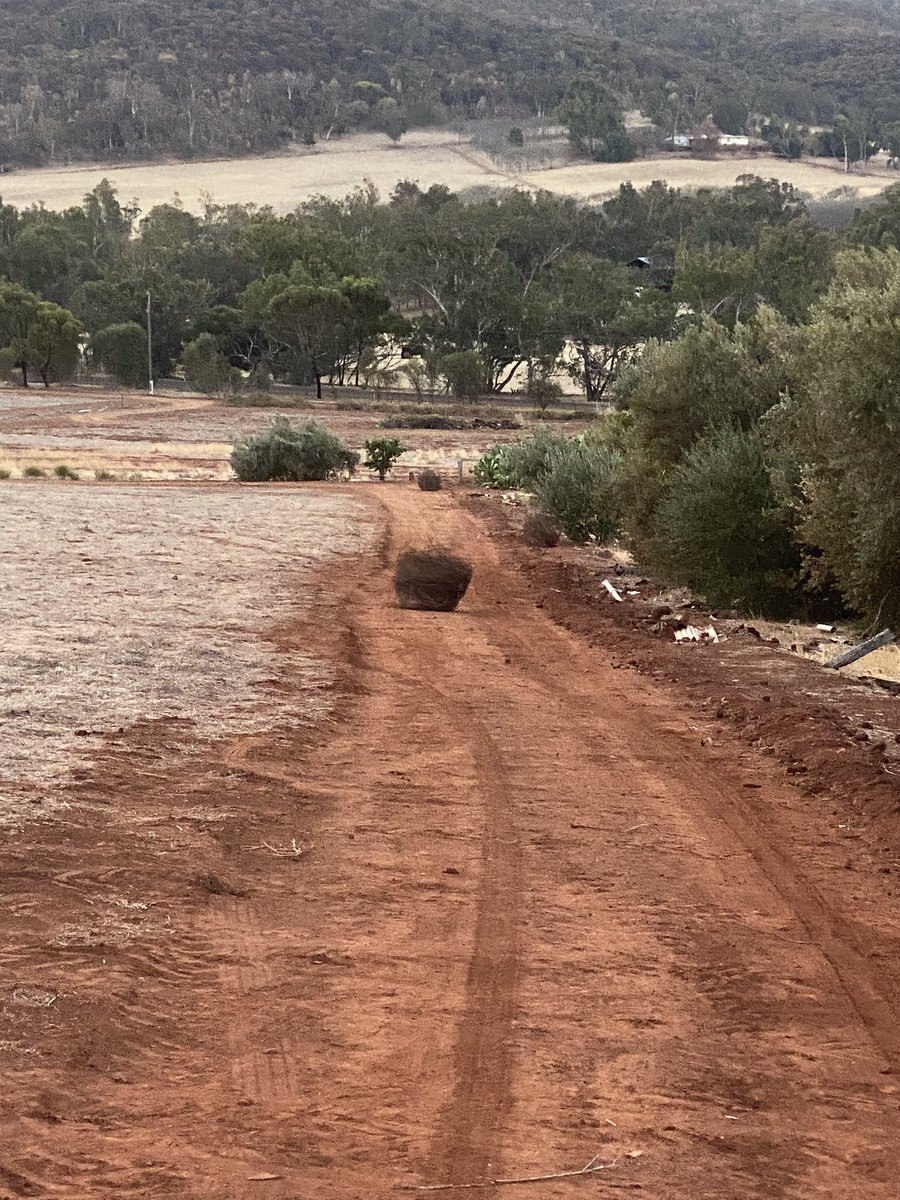 CaroDiRusso's tweet photo. Are there worse job in farming than picking rocks and removing old fencing?
Discuss.
#farmingWA https://t.co/9YStY6NdOV