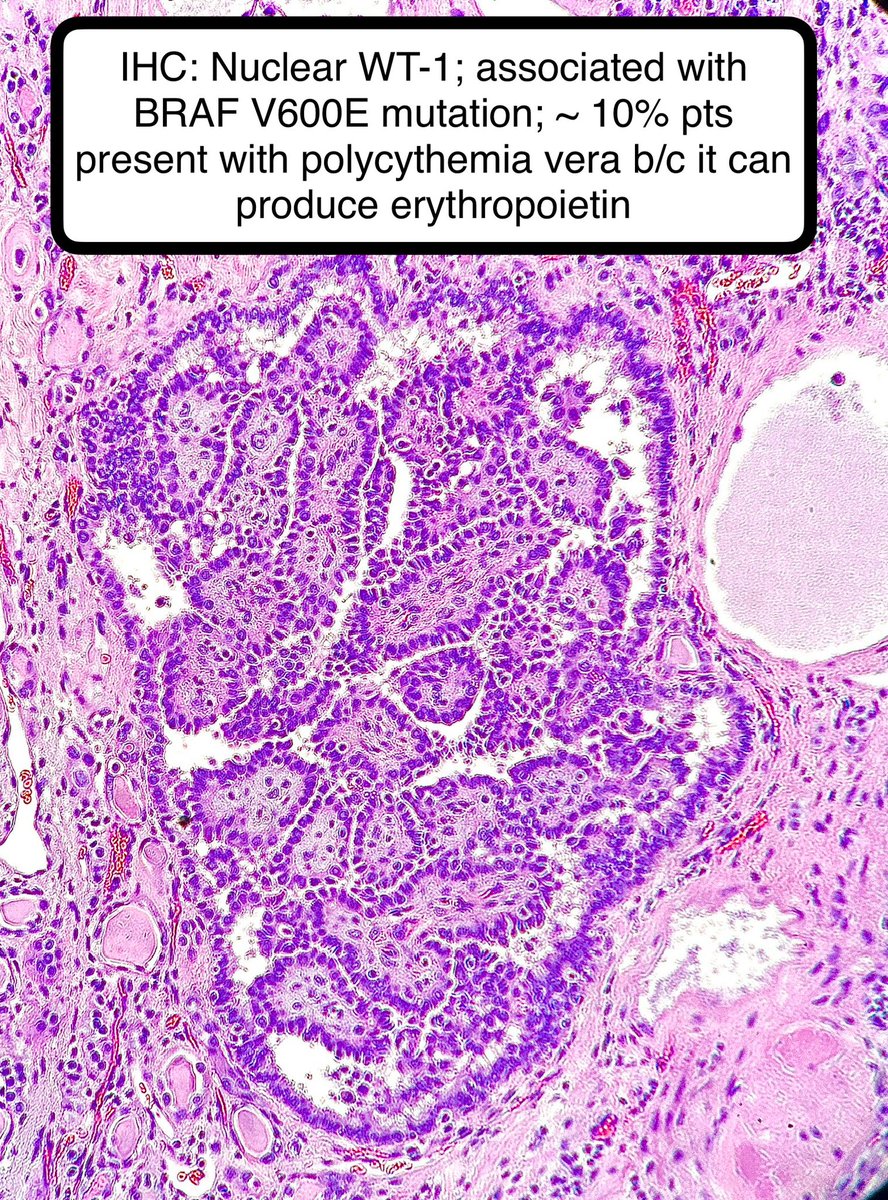 Jay "Thymocyte" Hwang tweet media