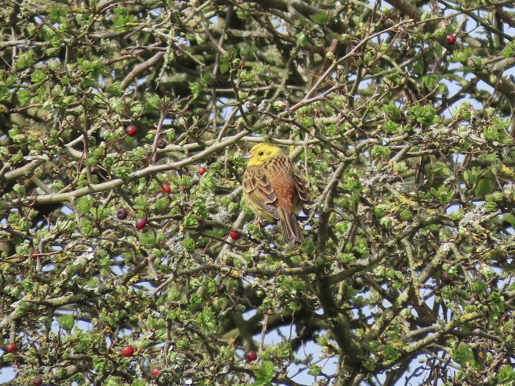 Dartford Warbler pair, yesterday, on Gower, good to hear some Yellowhammer song also