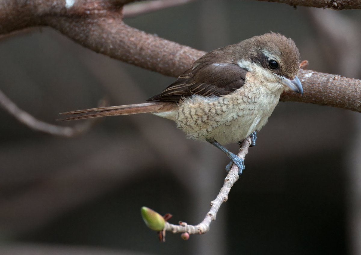 Brown Shrike. Kowloon Park, Hong Kong