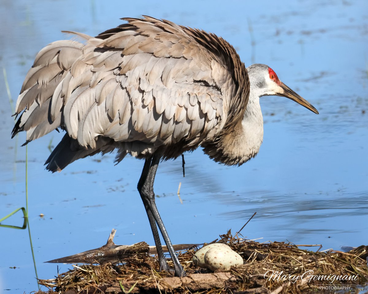 Had the PM off today. I spent it at the floating nest. The female got up and showed the two eggs still in tact. Should be any day now. Male was hanging out too. I don’t know if I have already posted this pic previously, but I’ll post it again bcuz this is where I spent my day.