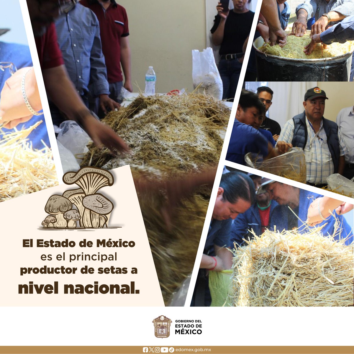 Nuestra entidad ha logrado consolidarse como el principal productor de setas en México; al año produce 5 mil toneladas, siendo Atlacomulco el municipio en donde más hongos se cultivan. #OrgulloMexiquense