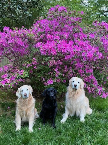 threedogsofva tweet picture