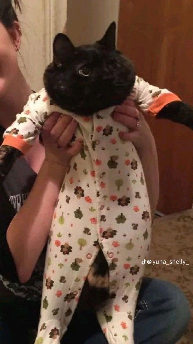 ShouldHaveCat's tweet photo. https://t.co/Ujl7EnZ2HR