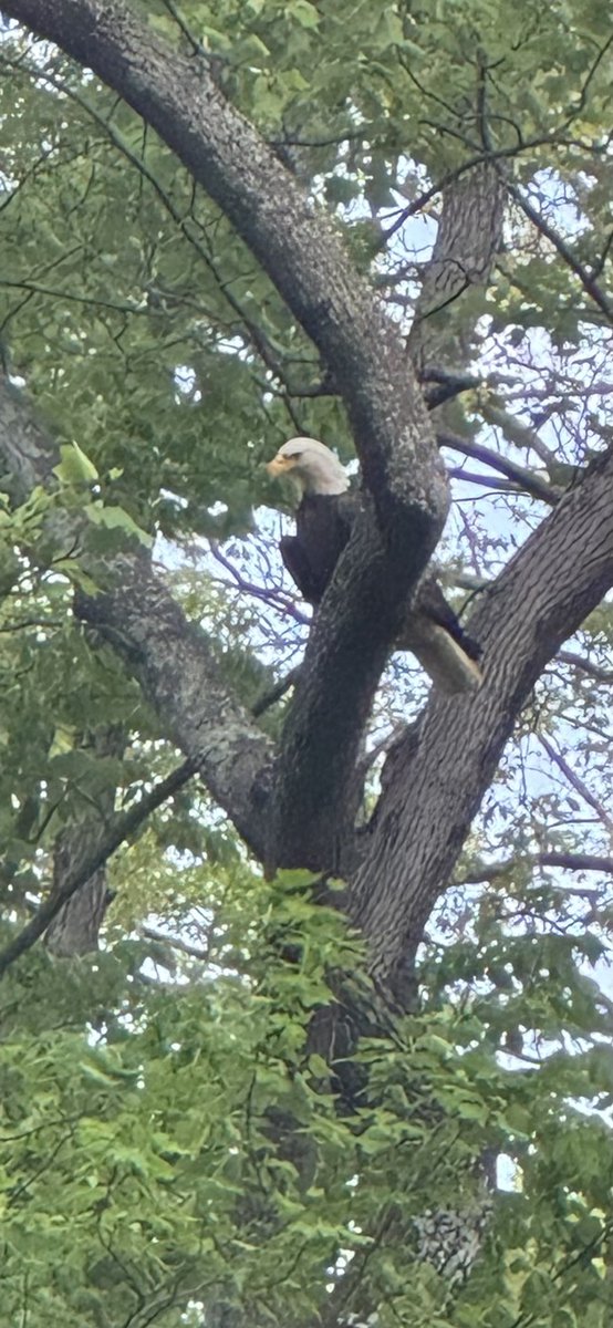 There was a bald eagle, baby ducks, and a great blue heron eating a fish on my run through rock creek park, maybe there’s something to this urban nature thing 👀